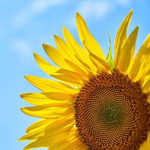 PlusTerveys Hammaslääkäreiden vinkit kesään