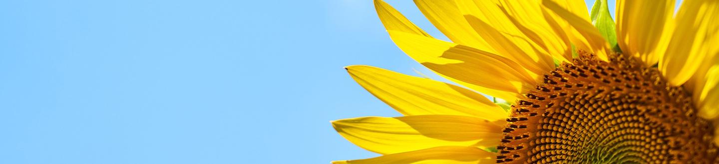 PlusTerveys Hammaslääkäreiden vinkit kesään
